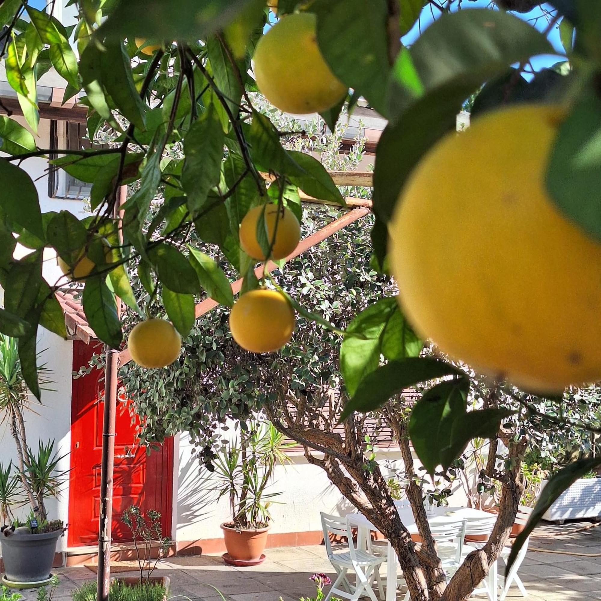 Giallo Limone Salerno